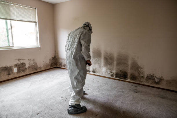 Best Office Mold Removal Services  in Lewistown, MT